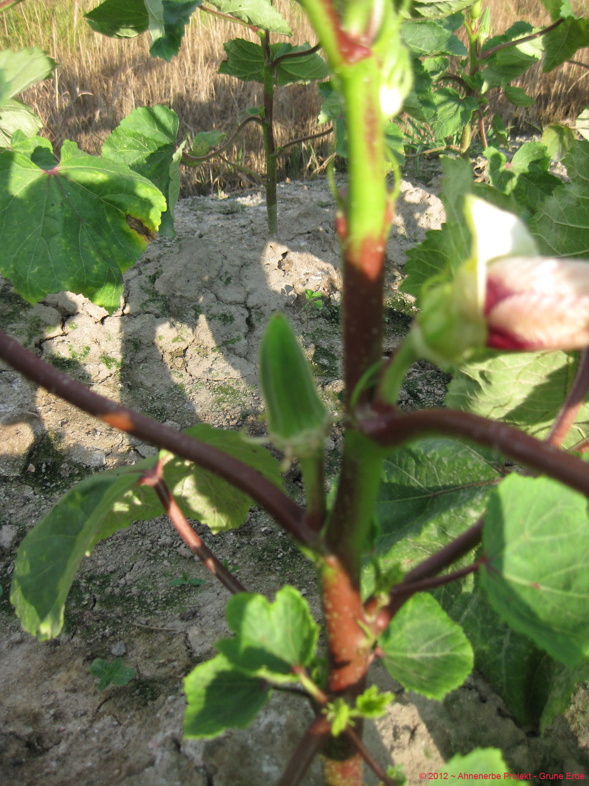Lady Finger planting 19